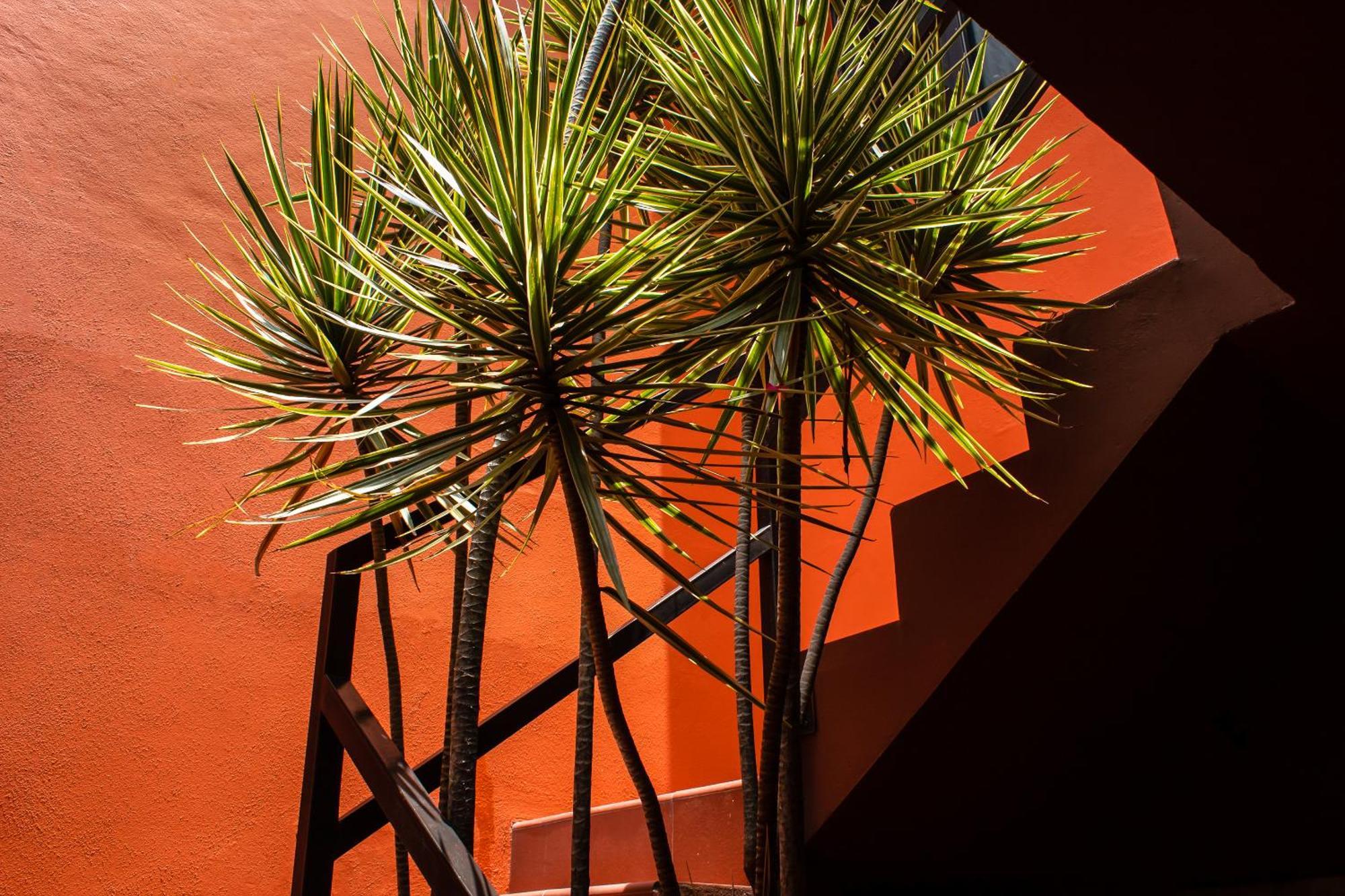 לינה וארוחת בוקר מקסיקו סיטי The Red Tree House חדר תמונה